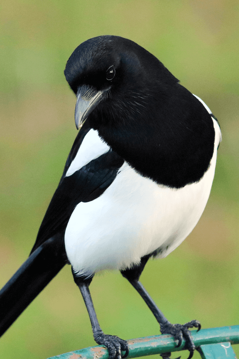 Magpie