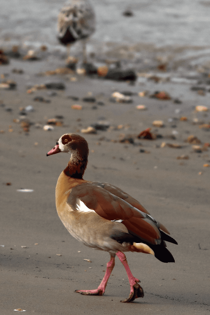 Egyptian Goose