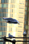 Birds In Flight - photo42