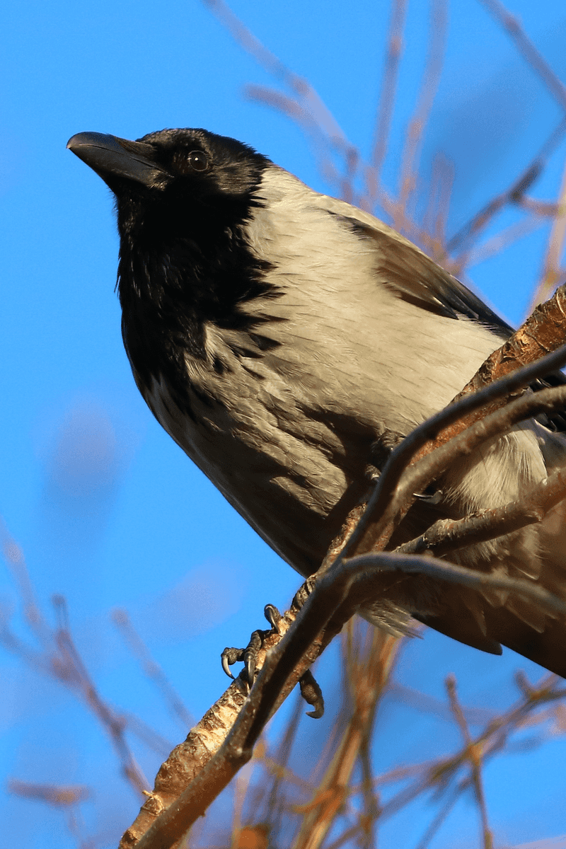 Hooded Crow