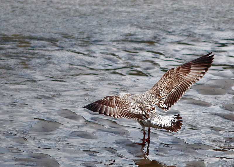 Juvenile Herring Gull