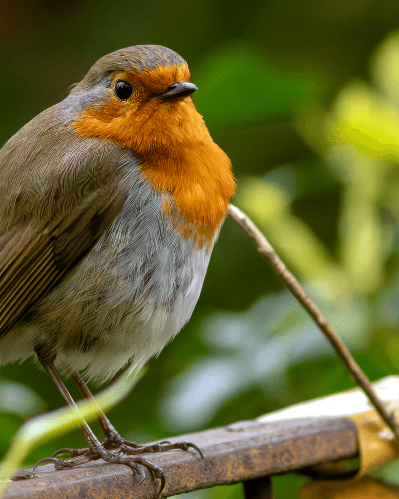 Robin
