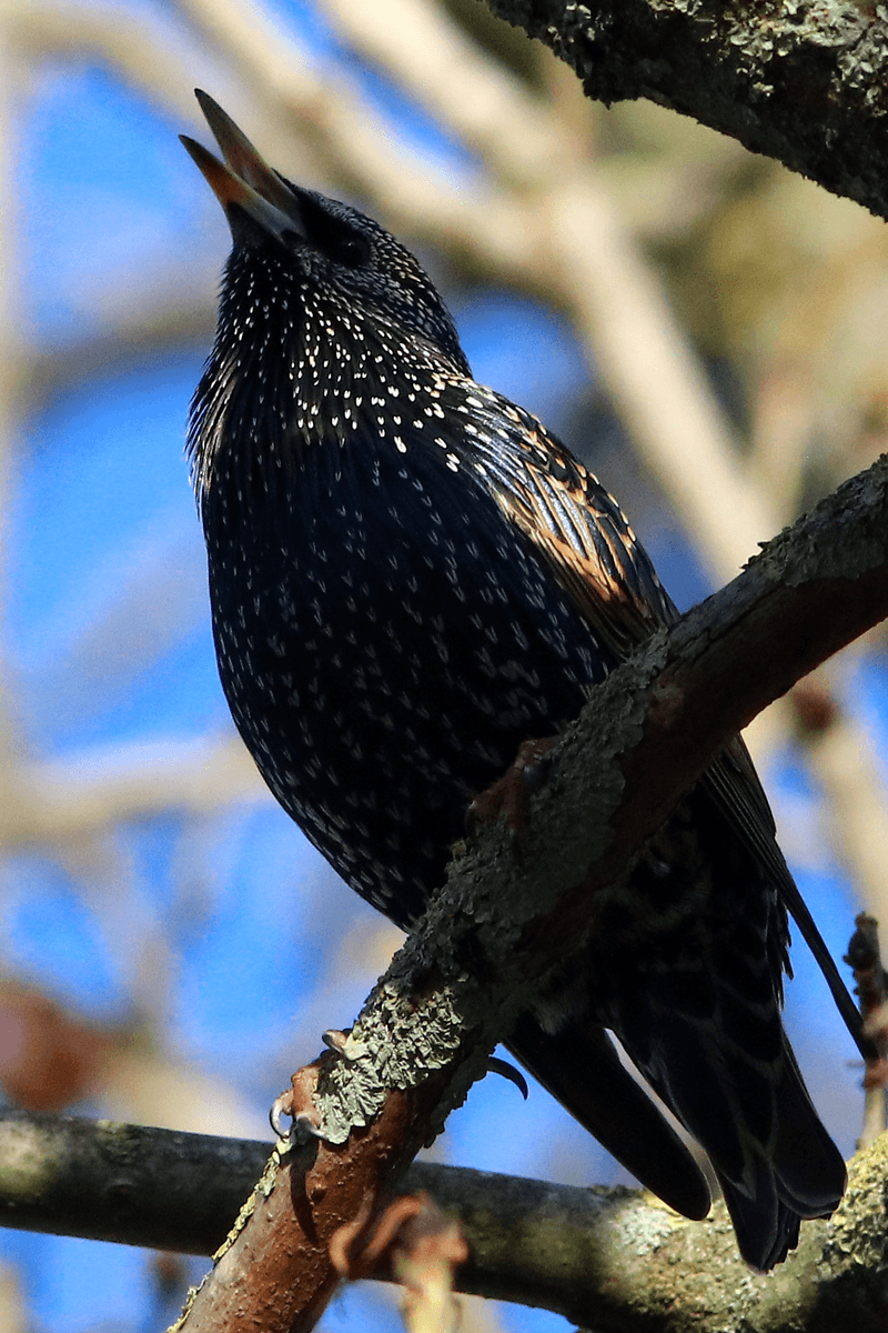 Starling