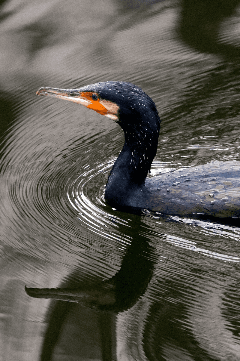 Cormorant