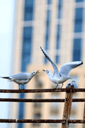 Birds Perched - photo62