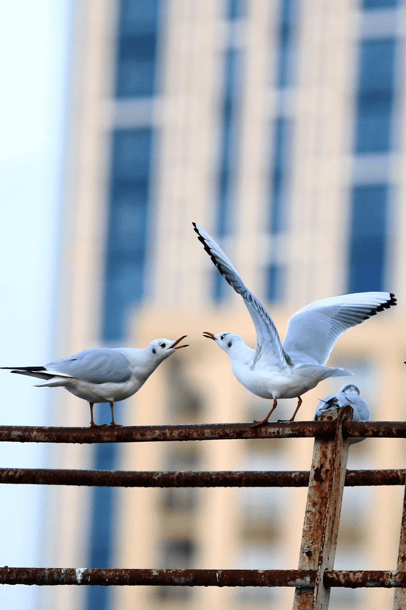 Black-headed Gulls