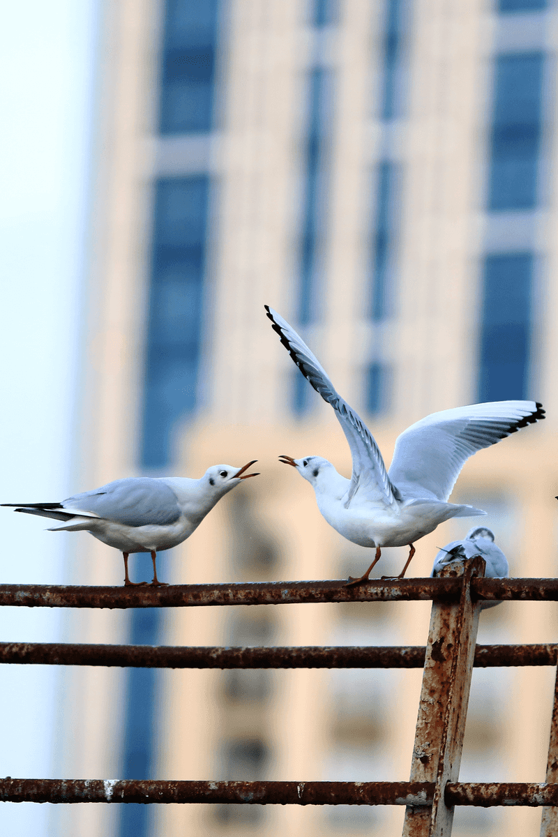 Black-headed Gulls