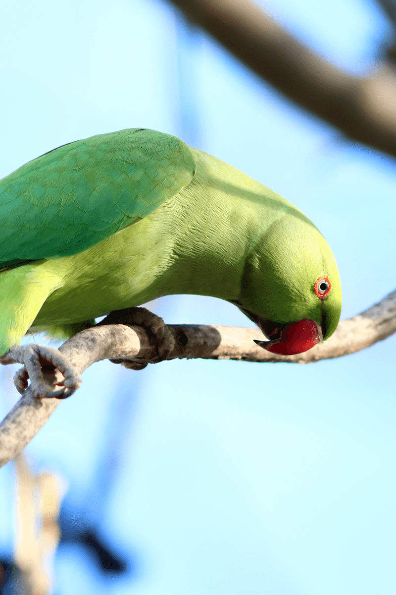 Ring-necked Parakeet