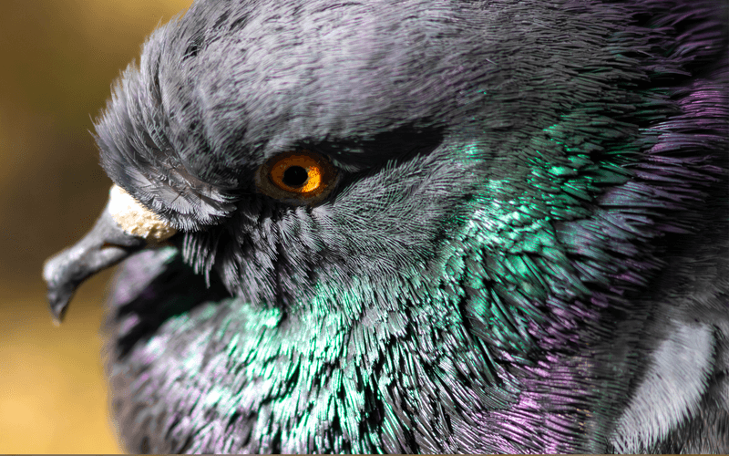 Feral Pigeon