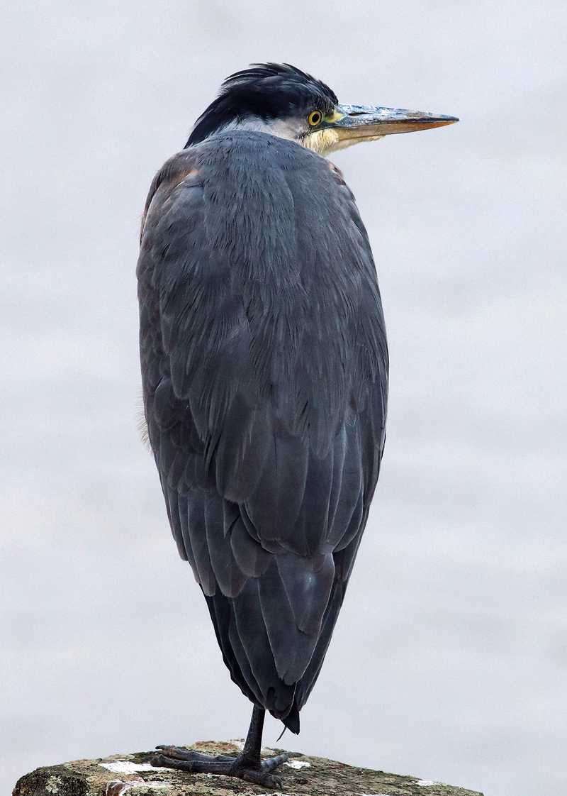 Grey Heron