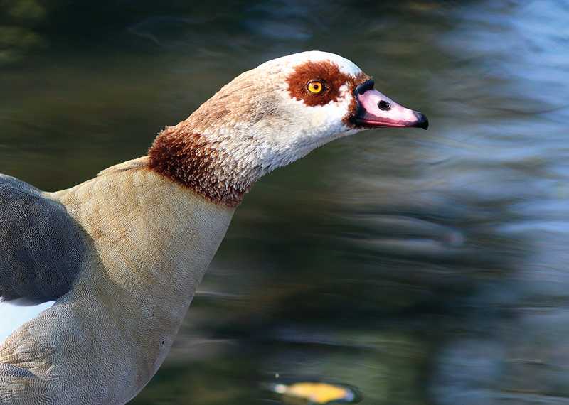 Egyptian Goose