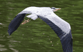 Birds In Flight - photo70