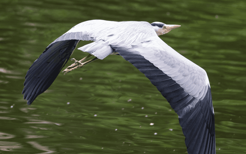 Grey Heron