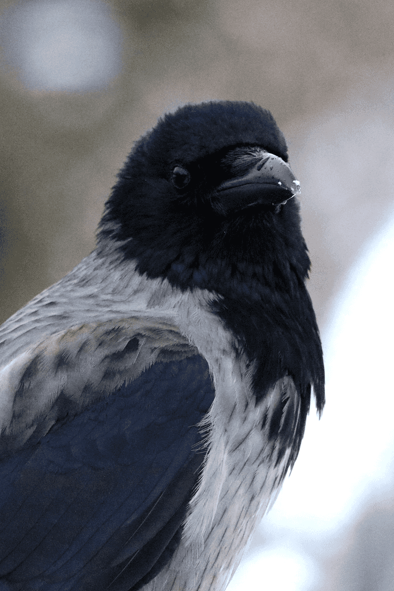 Hooded Crow