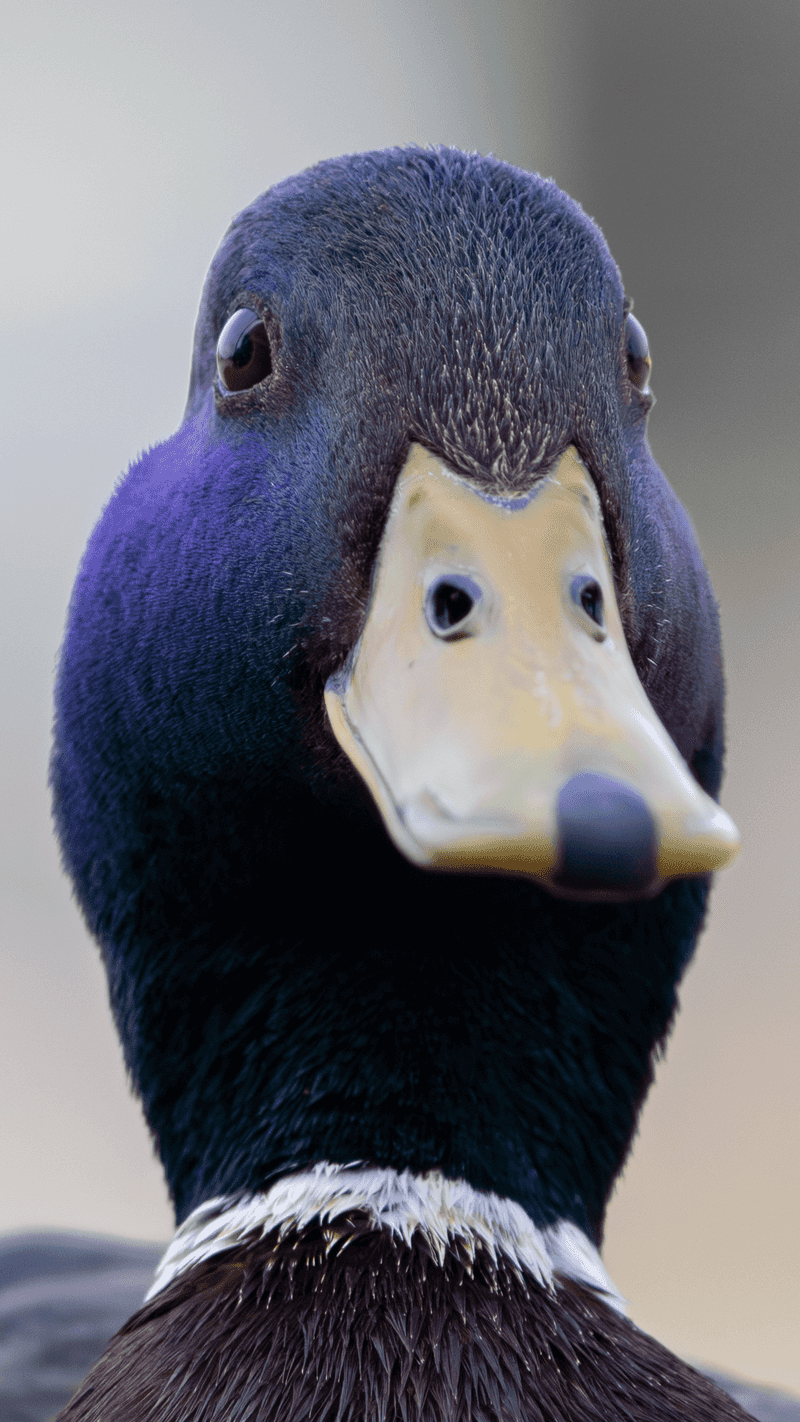 Mallard Duck