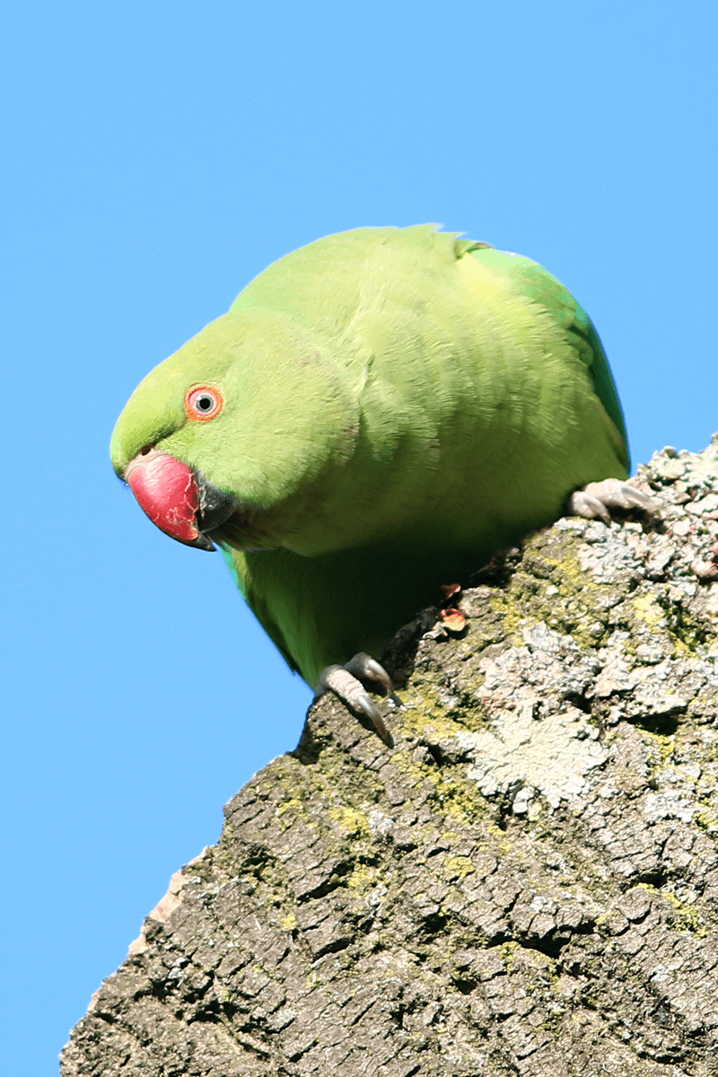 Ring-necked Parakeet