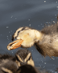 Birds By Water - photo91